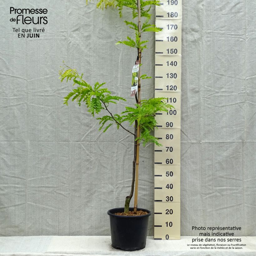 Gleditsia triacanthos f.inermis Sunburst - Honeylocust sample as delivered in spring