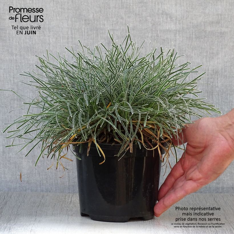 Ficinia truncata Ice Crystal 2L/3L pot sample as delivered in summer