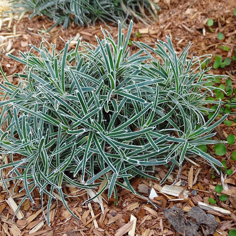 Ficinia truncata Ice Crystal (Plant habit)