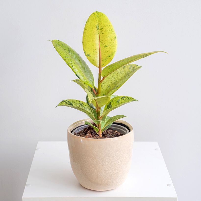 Ficus elastica Shivereana - Rubber plant (Plant habit)