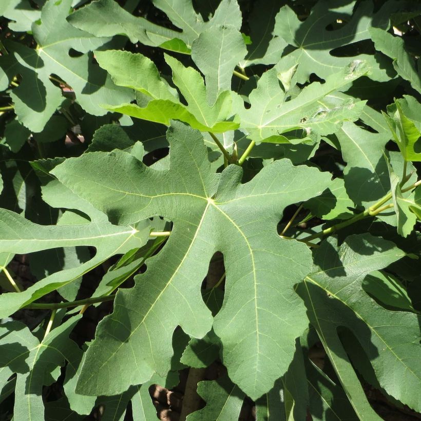 Ficus carica Gustissimo Perretta (Foliage)