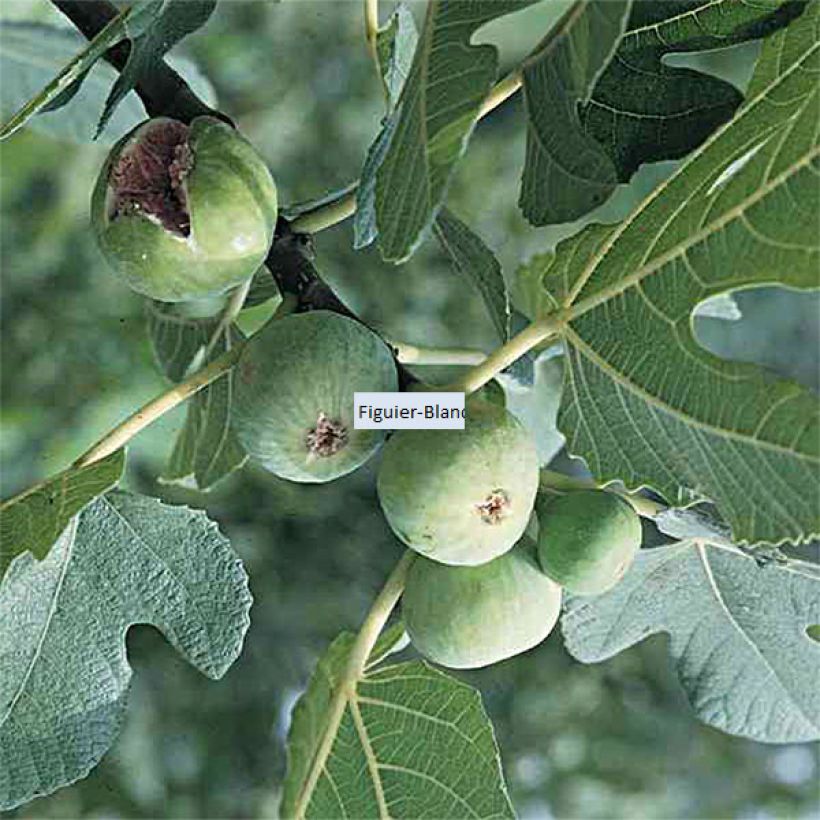 Fig Tree Blanquette - Ficus carica (Harvest)