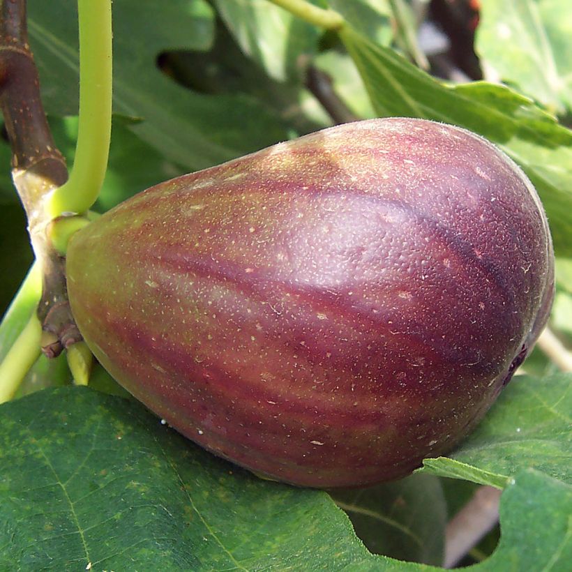 Fig Tree Brown Turkey - Ficus carica (Harvest)
