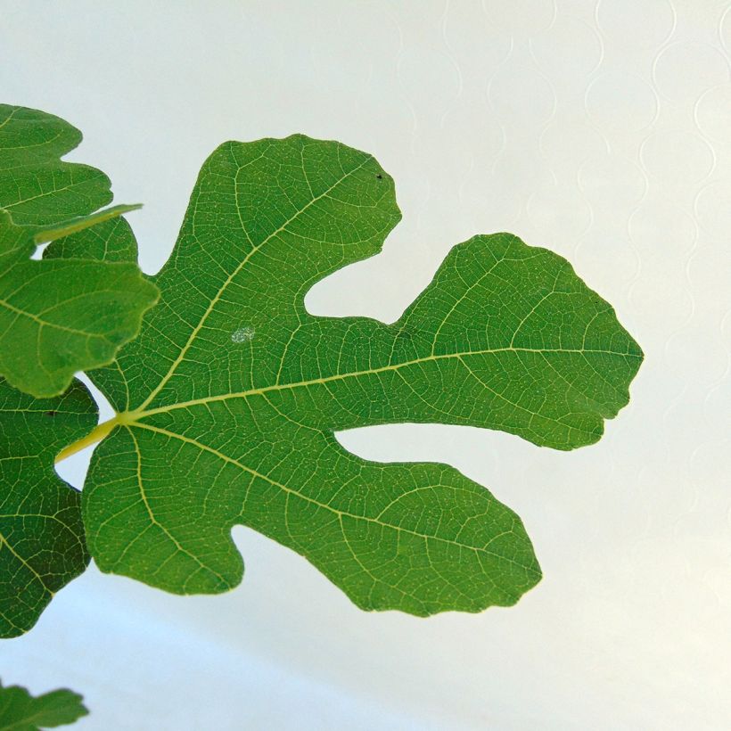 Fig Tree Brown Turkey - Ficus carica (Foliage)