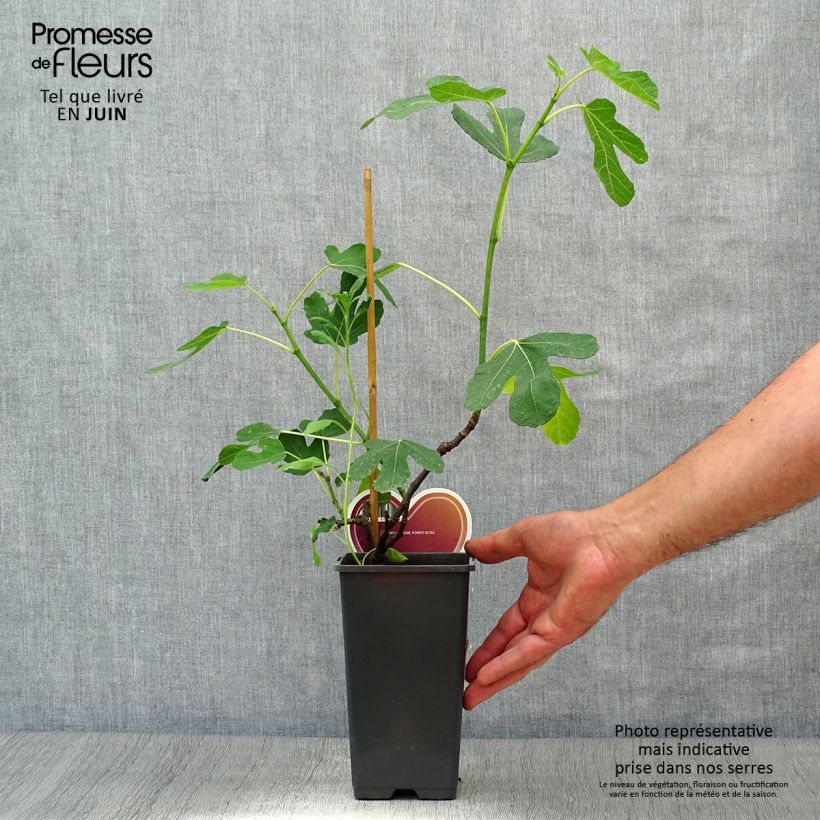 Fig Tree Brown Turkey - Ficus carica 1.5L/2L pot, Bush sample as delivered in summer