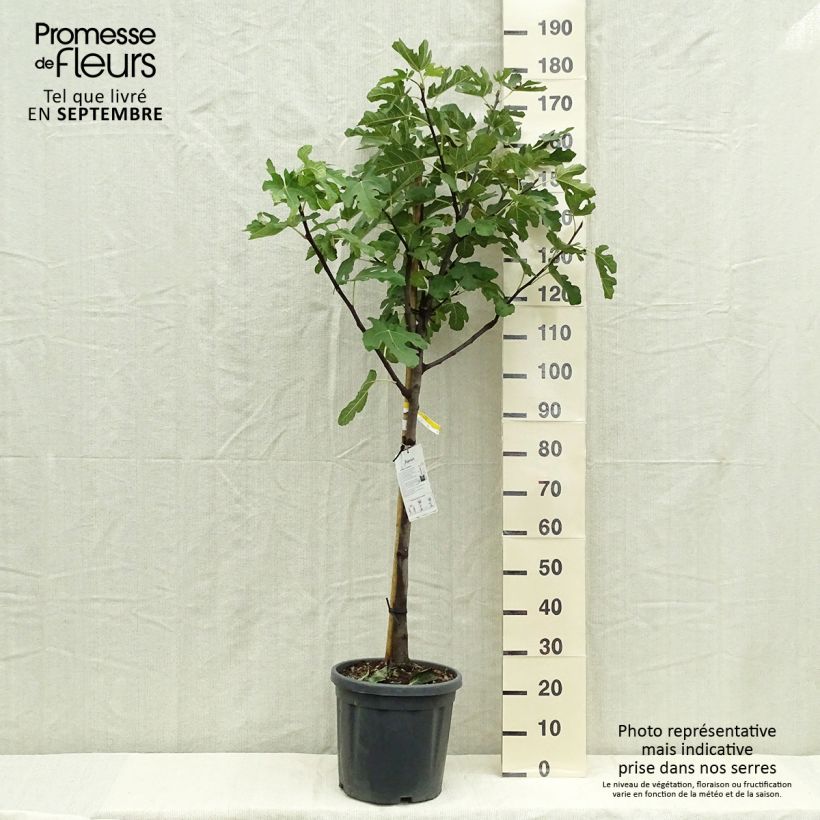 Fig Tree Marseillaise - Ficus carica 7.5L/10L pot, Half standard sample as delivered in autumn