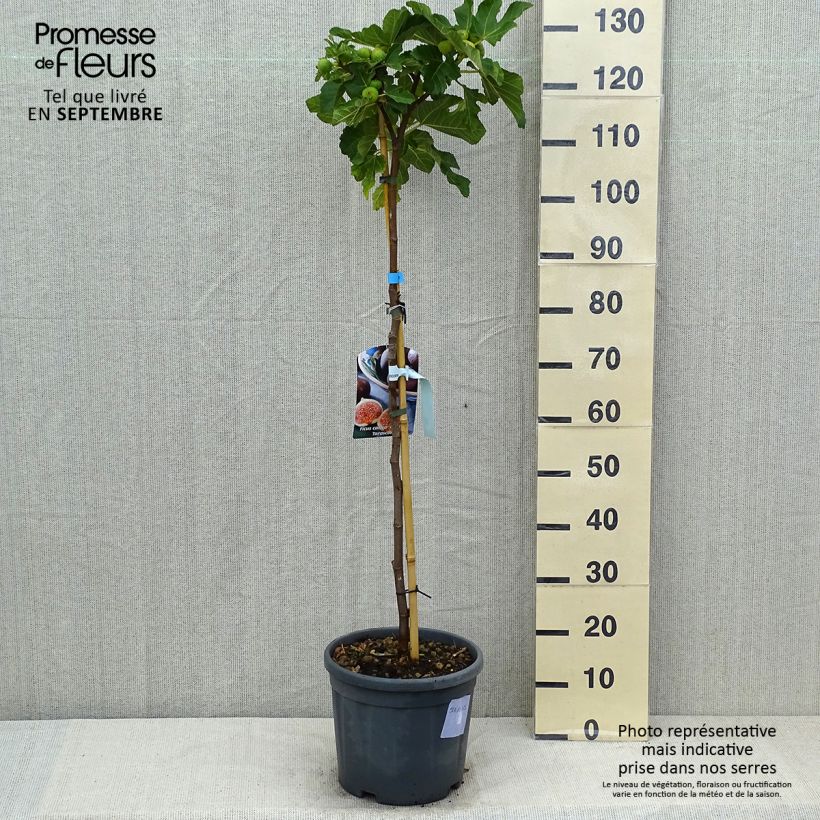 Fig Tree Grise De Tarascon - Ficus carica 7.5L/10L pot, Half standard sample as delivered in summer
