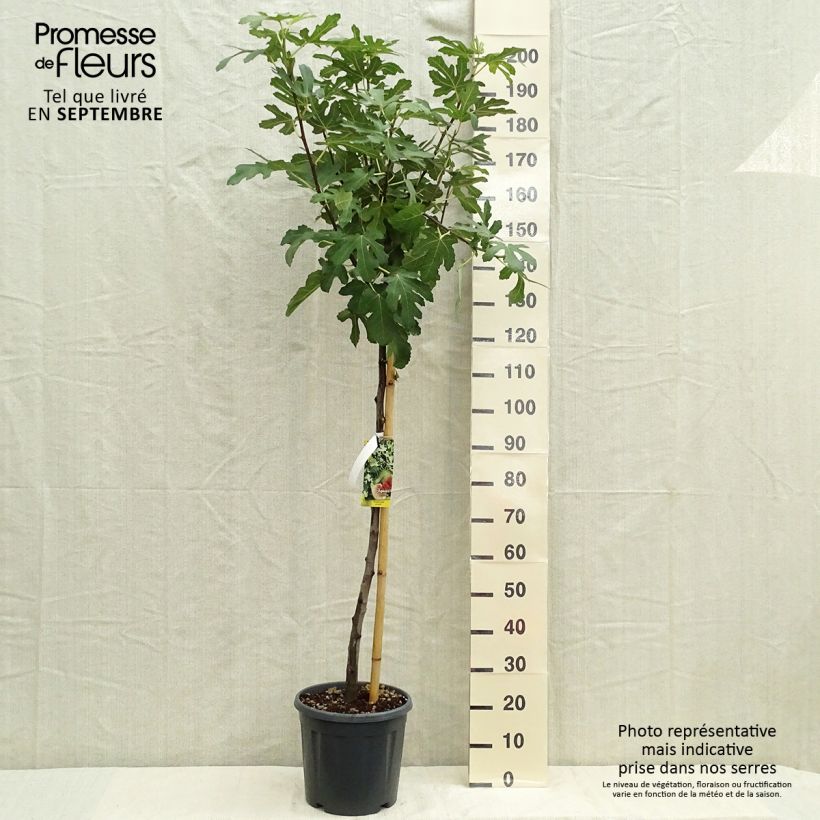 Fig Tree Osborn's Prolific - Ficus carica 7.5L/10L pot, Half standard sample as delivered in autumn
