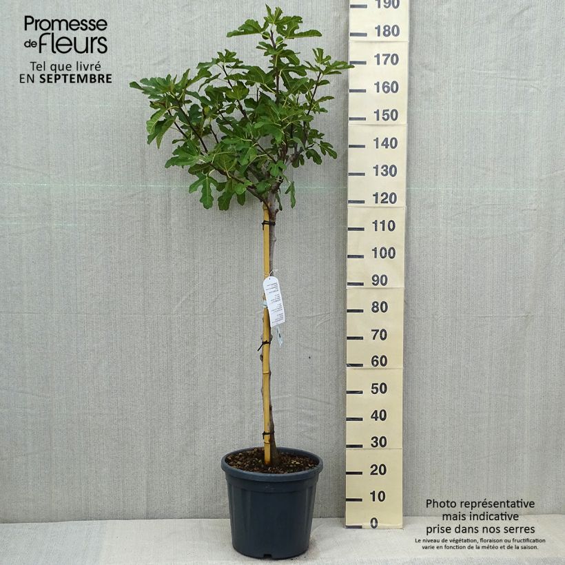 Fig Tree Ronde De Bordeaux - Ficus carica 7.5L/10L pot, Half standard sample as delivered in summer