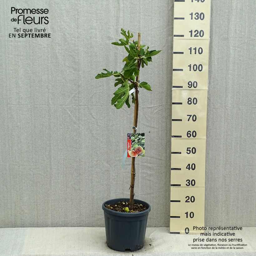 Fig Tree Goutte D'Or- Ficus carica 7.5L/10L pot, Half standard sample as delivered in summer