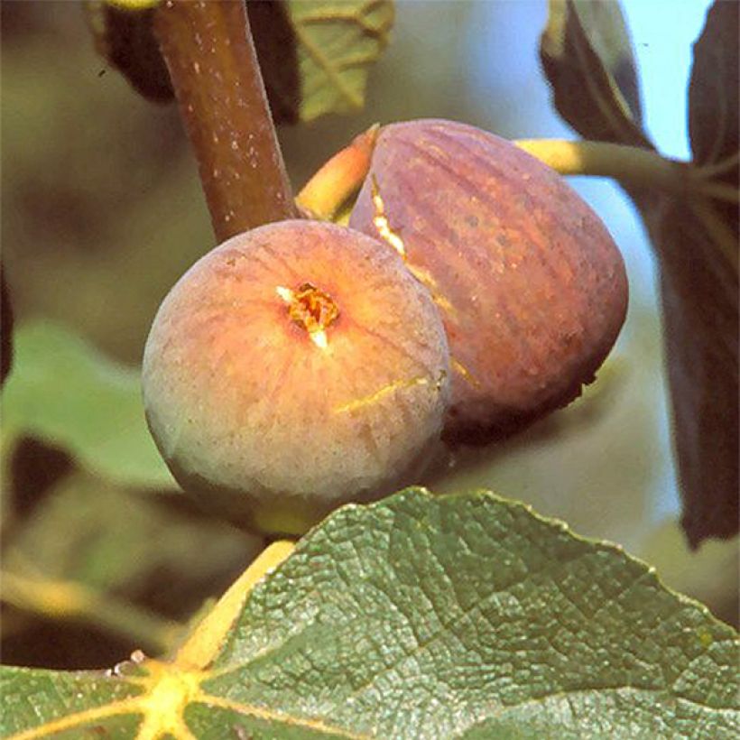 Fig tree Grise de Saint Jean - Ficus carica (Harvest)