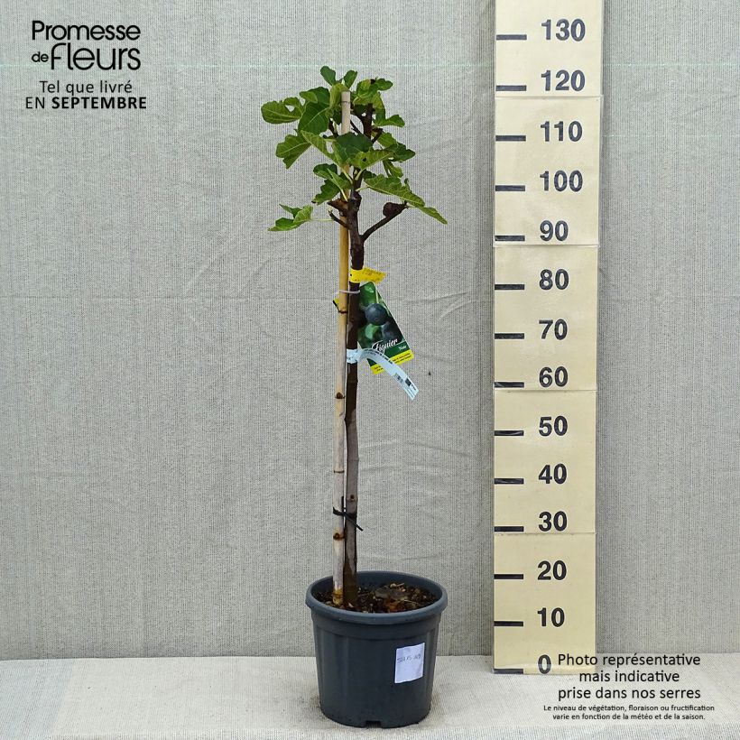 Fig tree Grise de Saint Jean - Ficus carica 7.5L/10L pot, Half standard sample as delivered in summer