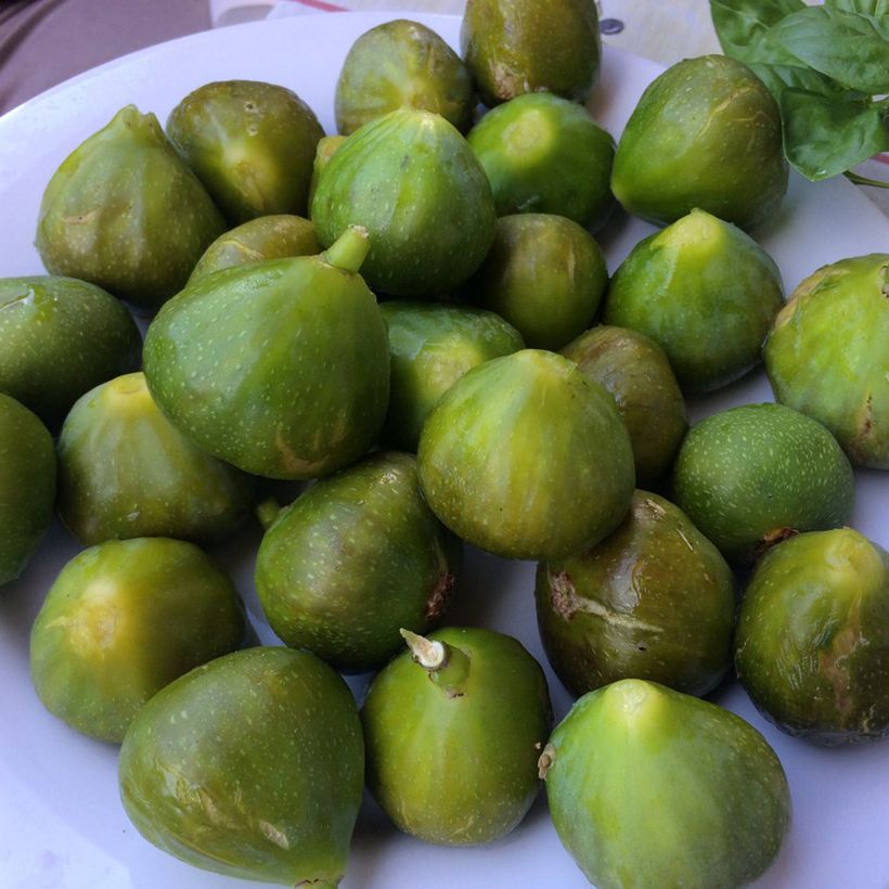 Ficus carica Gustis Ficcolino (Harvest)