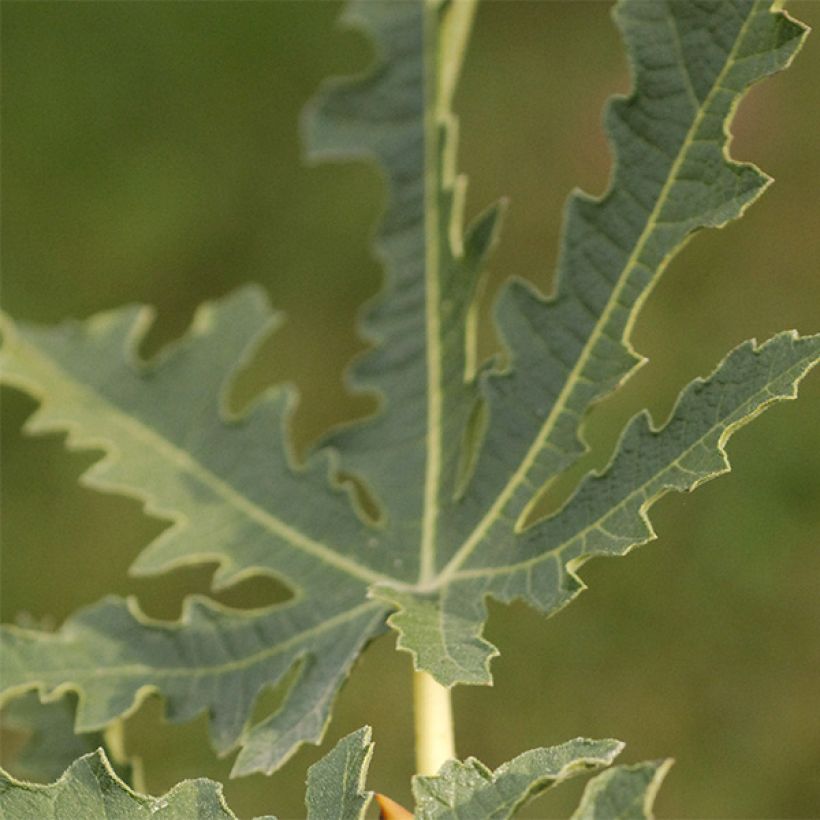 Ficus carica Ice Crystal (Foliage)