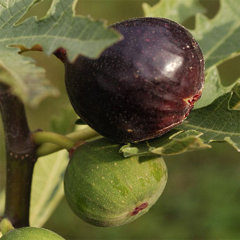 Ficus carica Ice Crystal (Harvest)