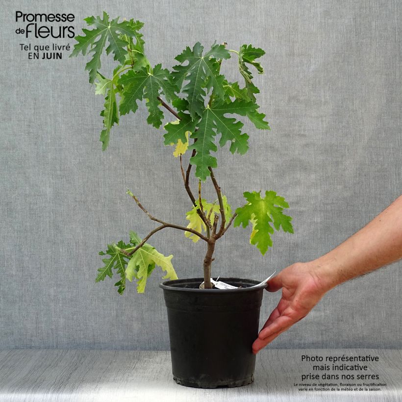 Ficus carica Ice Crystal 4L/5L pot, Scion sample as delivered in summer