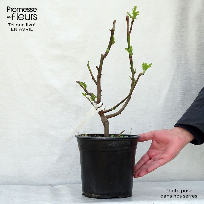 Ficus carica Ice Crystal 4L/5L pot, ScionShipped height around 60/80cm sample as delivered in spring
