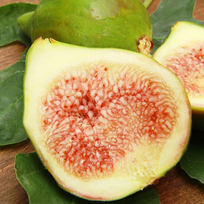 Fig Tree Jannot - Ficus carica (Harvest)