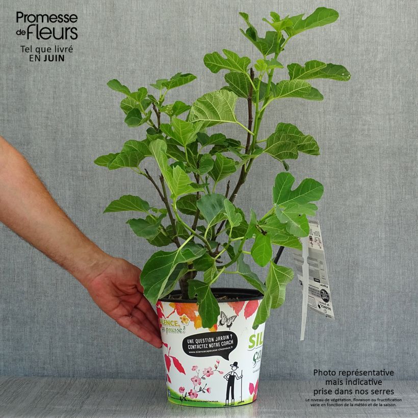 Fig Tree Jannot - Ficus carica 4L/5L pot sample as delivered in summer