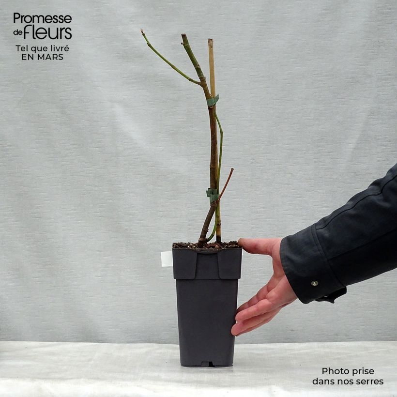 Fig Tree Madeleine des Deux Saisons - Ficus carica 2L/3L pot, Bush sample as delivered in spring