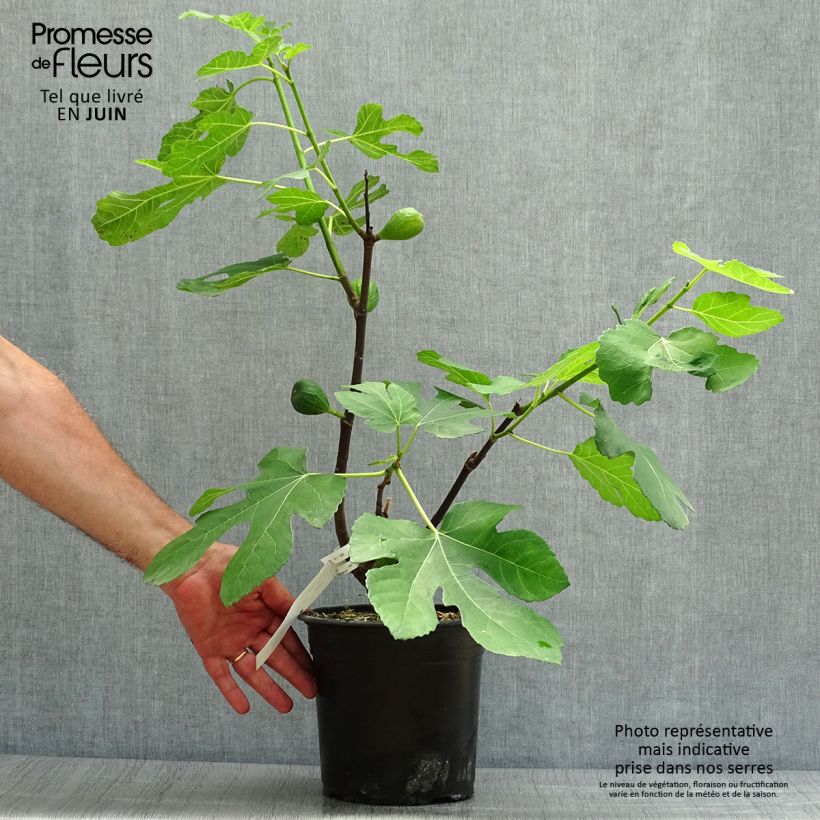 Fig Tree Madeleine des Deux Saisons - Ficus carica 4L/5L pot, Bush sample as delivered in summer