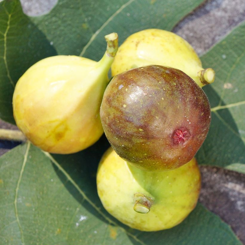 Fig Tree Madeleine des Deux Saisons - Ficus carica (Flowering)