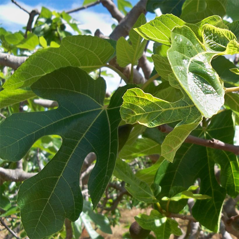 Fig Tree Noire de Caromb - Ficus carica (Foliage)