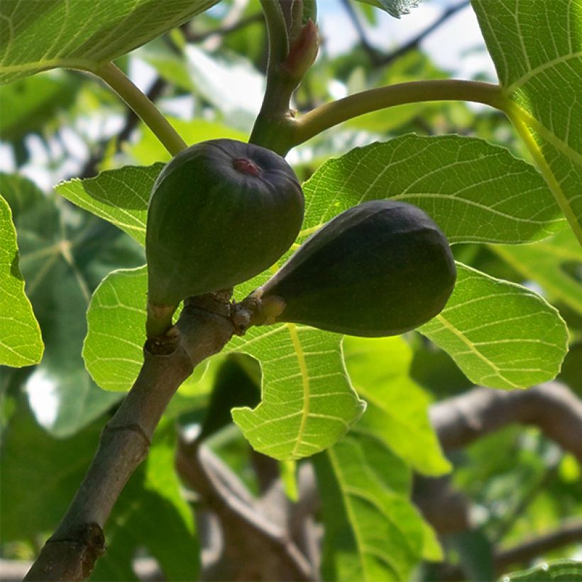 Fig Tree Noire de Caromb - Ficus carica (Harvest)