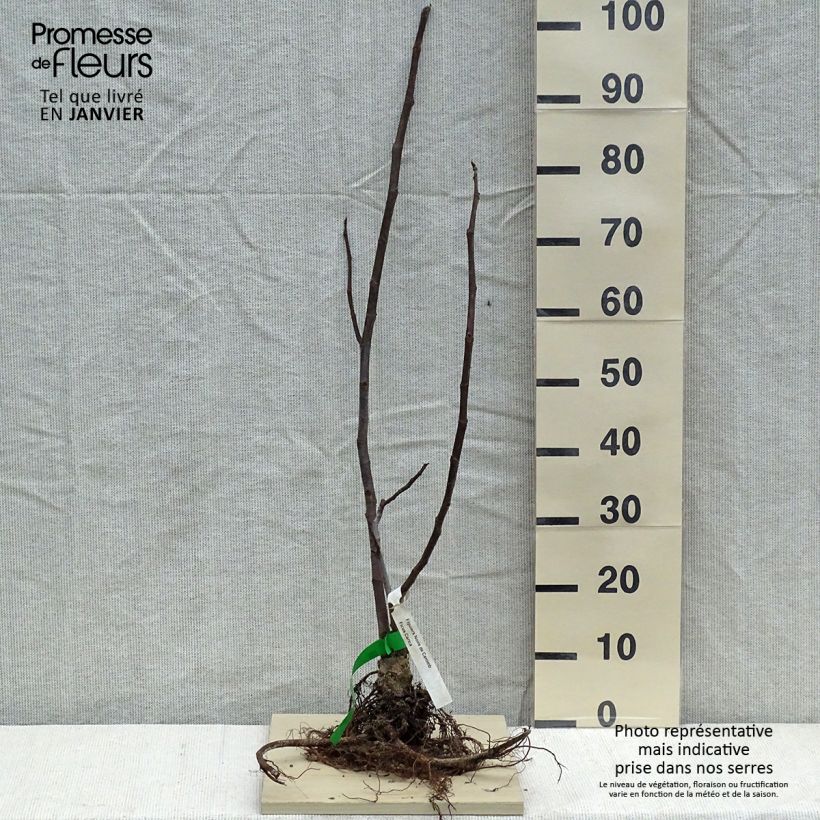 Organic Fig Tree Noire de Caromb - Ficus carica Bare root sample as delivered in winter