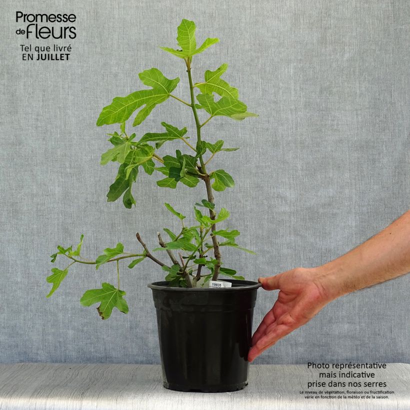 Fig Tree Noire de Caromb - Ficus carica 4L/5L pot, Bush sample as delivered in summer