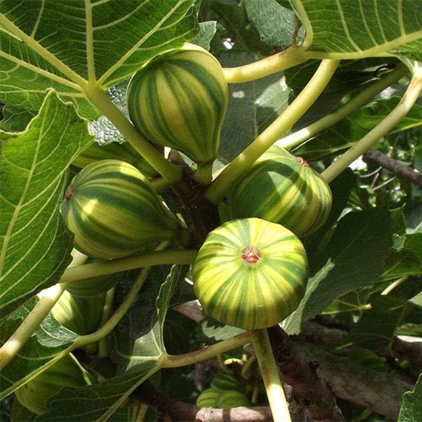 Fig Tree Panachée - Ficus carica (Harvest)
