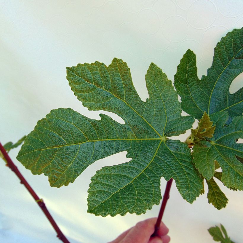 Fig Tree Panachée - Ficus carica (Foliage)