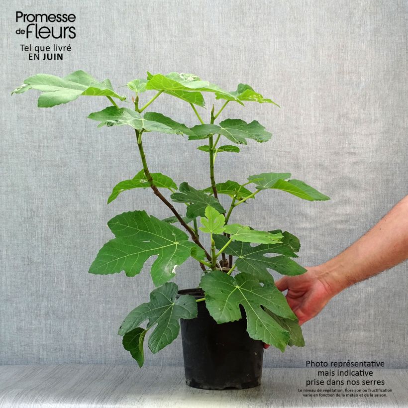 Fig Tree Panachée - Ficus carica 4L/5L pot, Bush sample as delivered in summer
