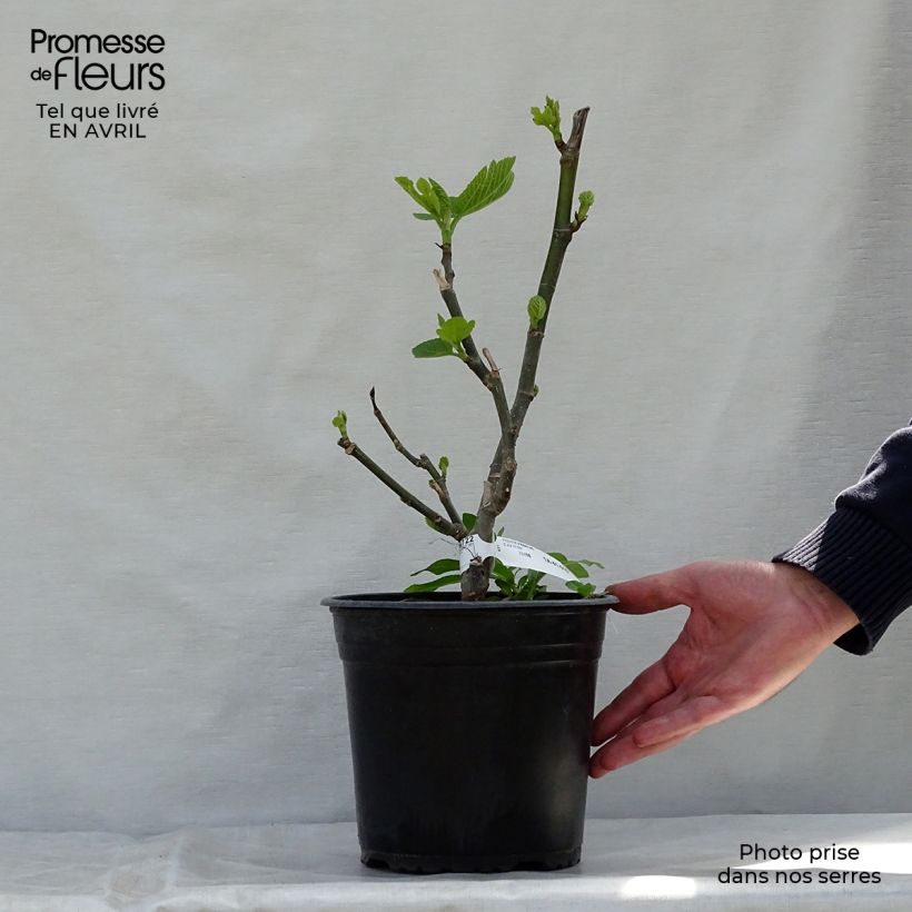 Fig Tree Panachée - Ficus carica sample as delivered in spring