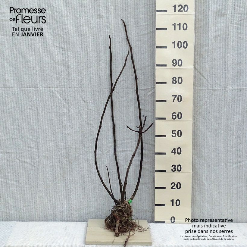 Organic Fig Tree Rouge de Bordeaux - Ficus carica Bare root sample as delivered in winter