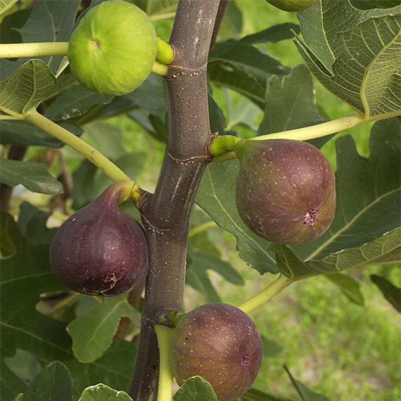 Fig Tree Rouge de Bordeaux - Ficus carica (Harvest)