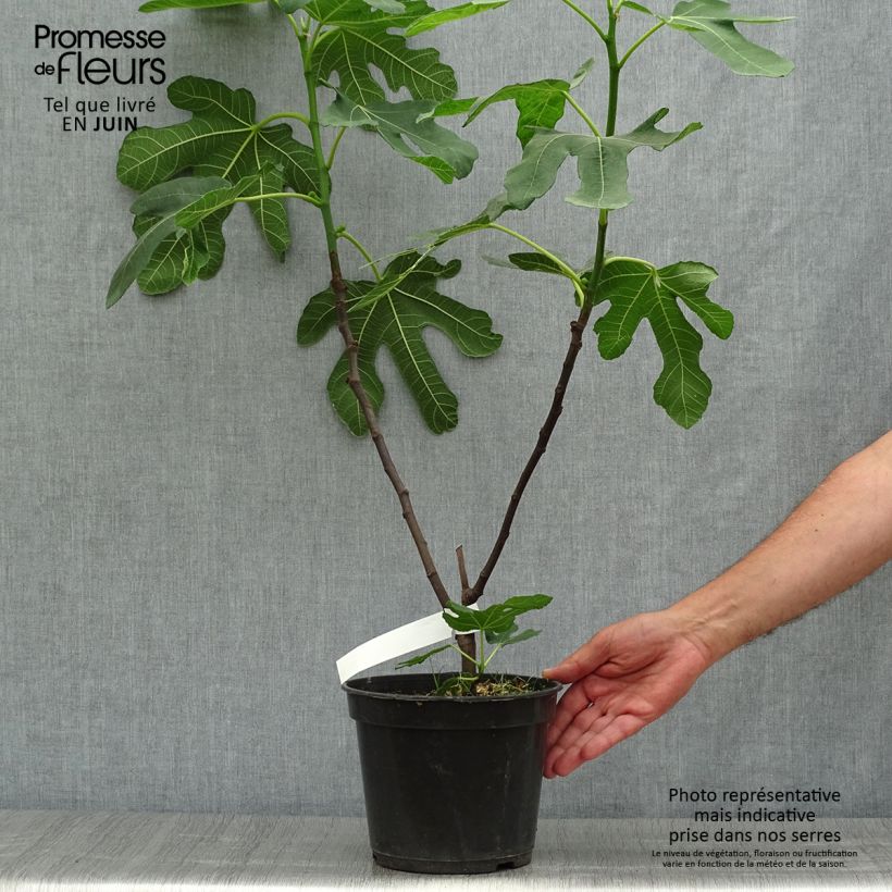 Fig Tree Rouge de Bordeaux - Ficus carica 4L/5L pot, Bush sample as delivered in summer