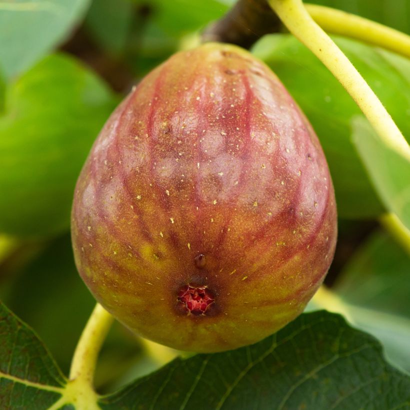 Fig Tree Terza - Ficus carica (Harvest)