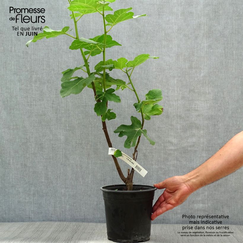 Fig Tree Violette Dauphine 3L/4L pot, Bush sample as delivered in summer