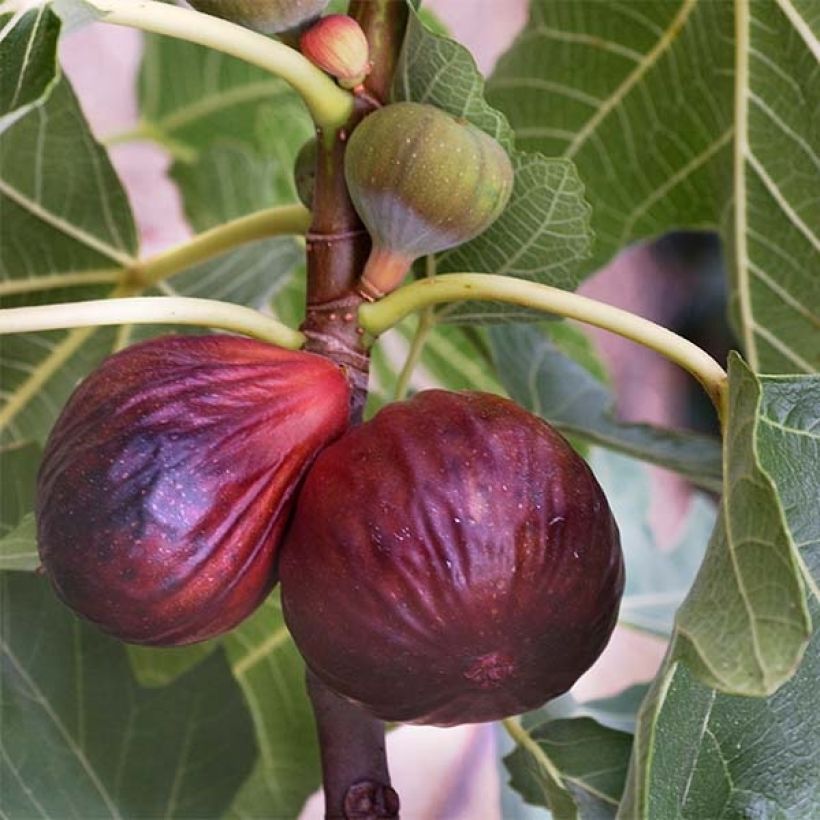 Organic Fig Tree Violette Dauphine - Ficus carica (Harvest)