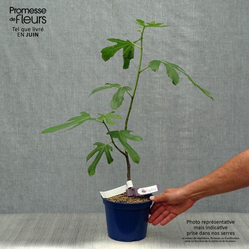 Ficus carica Figality 2L/3L pot, Bush sample as delivered in summer