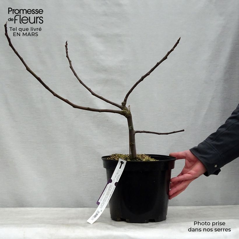 Ficus carica Figality 7.5L/10L pot, BushShipped height around 60/80cm sample as delivered in spring