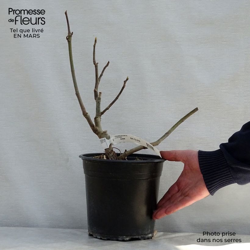 Ficus carica Précoce de Dalmatie sample as delivered in spring