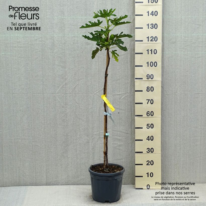 Ficus carica Précoce de Dalmatie 7.5L/10L pot, Half standard sample as delivered in summer
