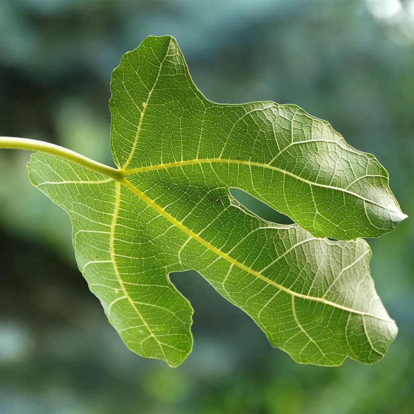 Fig Tree Violette Dauphine - Ficus carica (Foliage)