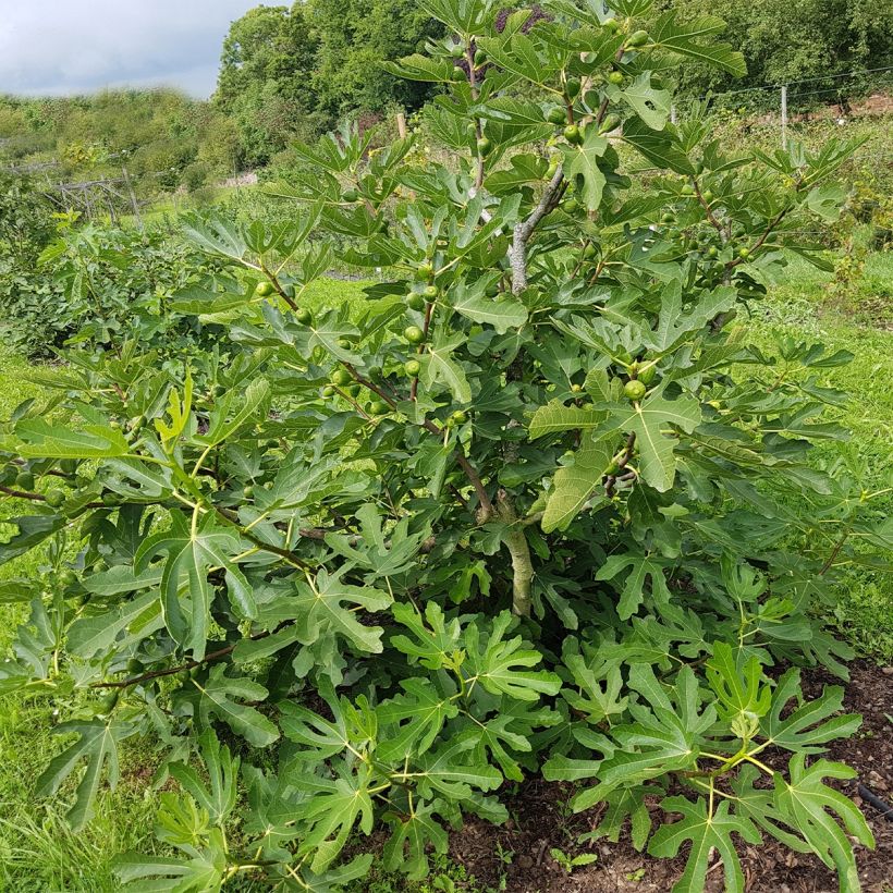 Fig Tree Violette Dauphine - Ficus carica (Plant habit)