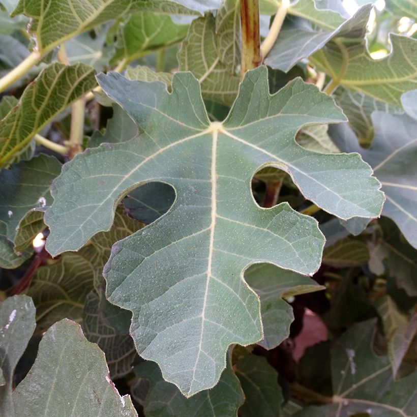 Fig Tree Violette Dauphine (Foliage)