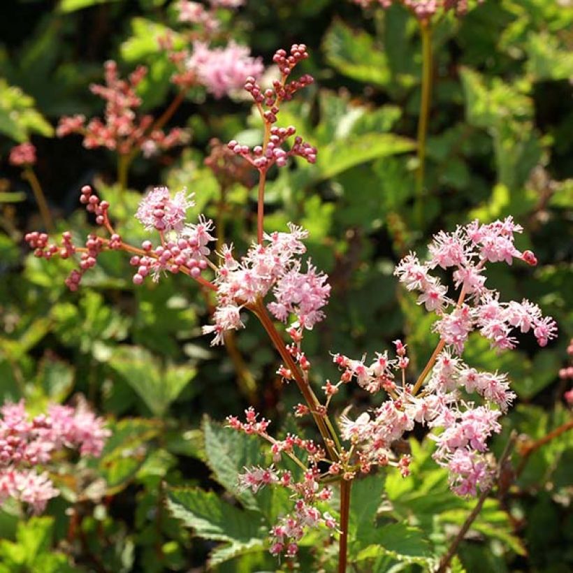 Filipendula Kahome (Flowering)