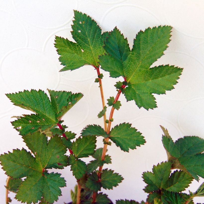 Filipendula Kahome (Foliage)