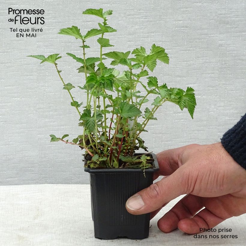 Filipendula Kahome, Reine des prés Godet de 8/9 cm sample as delivered in spring